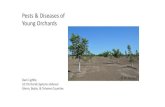 Pests Diseases of Young Orchards - Fruit and Diseases of Young Orchards. Dani Lightle. UC Orchards Systems Advisor. Glenn, Butte, Tehama Counties M. Gomes. Insect pests of young orchards.