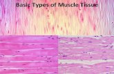 Basic Types of Muscle Tissue - academic.pgcc.eduacademic.pgcc.edu/~aimholtz/AandP/LectureNotes/ANP1_Lec/Muscle...Involuntary Actin and Myosin Intercalated disc ... Extraocular muscle