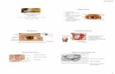 Put A Lid On It “Eyelids” A Lid On It.pdfinvoluntary spasm of the eyelid muscle. The most ... patient with congenital fibrosis of the extraocular muscles and Marcus Gunn jaw-winking