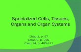 Specialized Cells, Tissues, Organs and Organ Systems - …lms4.weebly.com/.../2/5/6/1/2561065/specialized_cells_… ·  · 2013-11-27Specialized Cells, ... tissues, organs, and organ