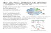 CELL DIVISION: MITOSIS AND MEIOSIS - Dr. Annette … that it takes, on average, 24 hours (or 1,440 minutes) for onion root-tip cells to complete the cell cycle. You can calculate the