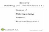 BIOS222 Pathology and Clinical Science 2 & 3 · PDF fileBIOS222 Pathology and Clinical Science 2 & 3 ... Penis Scrotum supports and protects the testes as well as ... o Balanitis: