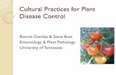 Cultural Practices for Disease Control - UT Organic Crop …organics.tennessee.edu/pdf/CulturalPracticesforDisease... ·  · 2010-06-21management strategies ... Disease Problem –Verticillium