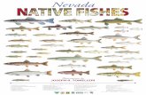 Nevada Native Fishes - Home | Nevada Natural Heritage …heritage.nv.gov/sites/default/files/library/nvfishes.pdf · descriptions of illustrated nevada native fishes Family Salmonidae—TrouT,