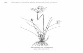 108 Biological Control of Weeds: Southeast Asian Prospectsaciar.gov.au/files/node/2160/MN26 Part 6.pdf · 108 Biological Control of Weeds: Southeast Asian Prospects ... In Thailand