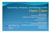 Taxonomy, Anatomy, and Biology of the Hard Clamshellfish.ifas.ufl.edu/wp-content/uploads/Biology-and-Anatomy-of... · Taxonomy, Anatomy, and Biology of the Hard Clam ... only from