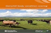 DairyNZ body condition scoring · PDF fileDairyNZ body condition scoring ... Animal welfare and BCS 20 Is your ... there was evidence that BCS in early lactation can affect the sex
