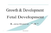Stages of Fetal Development - جامعة آل البيتweb2.aabu.edu.jo/nara/userImages/userfiles1922/file/fetal...2 Miss.kamlah Stages of Fetal Development Fetal growth and development