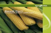 Sweet Corn - Syngenta US · PDF fileof Pest Control Advisers ... sweet corn breeding program focus from predominately agronomic traits to a wider, more intense analysis of genetics