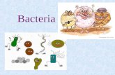 PowerPoint Presentationhrsbstaff.ednet.ns.ca/holmesdl/Biology 11/… · PPT file · Web view · 2013-12-02Bacteria Characteristics Some bacteria are aerobic, ... live in the intestines