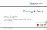 Bioenergy in Brazil -  · PDF fileBioenergy in Brazil Carlos H de Brito Cruz ... Increasing number of Sugarcane varieties ... 0,00 0,25 0,04 0,18 -0,07 0,04 0,44