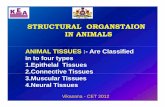STRUCTURAL ORGANSTAION IN ANIMALS - · PDF fileSTRUCTURAL ORGANSTAION IN ANIMALS ANIMAL TISSUES :- Are Classified in to four types 1.Epithelal Tissues 2.Connective Tissues 3.Muscular