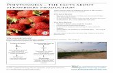 Polytunnels ~ the facts about strawberry production facts... · Polytunnels ~ the facts about strawberry production ... Why use poly tunnels? Poly tunnels provide the optimum conditions