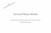 Cervical)Plexus)Blocks) - · PDF fileIndicaons) • Central)venous)cannulaon )viathe) internal)jugular)or)subclavianroutes • Injuries)to)the)ear,)neck)and)clavicular) region)including)