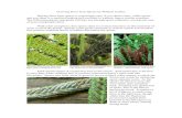 Growing Ferns from Spores - newfs Ferns from Spores.pdfGrowing Ferns from Spores by William Cullina Raising ferns from spores is surprisingly easy if you obtain clean, ... Matteuccia