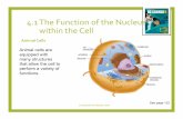 4.1 The Function of the Nucleus within the Cellcwfieldscience.weebly.com/uploads/1/2/6/4/12646514/reproduction...4.1 The Function of the Nucleus within the Cell Animal Cells (c) McGraw