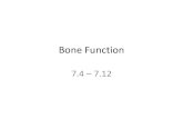 Bone Function - Shelton School Districtteachers.sheltonschools.org/bducker/AN/Chapter 7 Bones/notes/3... · Bone Function 7.4 –7.12 ... –Secrets synovial fluid to lube joint –Menisci