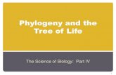 Phylogeny and the Tree of Life -  · PDF filePhylogeny and the Tree of Life ... Domain, Kingdom, Phylum, Class, Order, Family, ... •In kingdom Protista not because of what