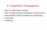 II. Vegetative Propagation - ndsu.edu · PDF fileA specialized underground organ consisting of a basal ... Laterally grown underground stems Iris, ginger, ... Grafted Cactus Production.