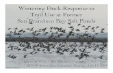 Wintering Duck Response to Trail Use at Former San ... duck response to... · Wintering Duck Response to Trail Use at Former San Francisco Bay Salt Ponds ... (Duck abundance before
