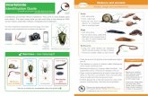 Invertebrate No legs 6 legs Snails, slugs and earthworms ... · PDF filear . , sizes and colours. This chart covers what you are most likely to ﬁnd during an OPAL: , , , . You don’t