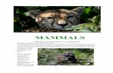 DBBT Tanzania Trip Report 2015.Mammals.docxdavidbishopbirdtours.com/wp-content/uploads/2016/08/...Ph Olive (Anubis) Baboon Papio Anubis Widespread and at times almost intimidatingly
