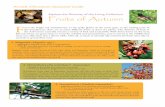 Explore the Diversity of the Living Collection Fruits of ... · PDF fileExplore the Diversity of the Living Collection Fruits of Autumn 1. ... Birds tend to leave the fruits until