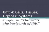 Unit 4: Cells, Tissues, Organs & Systems - Holy … Cell Theory states: •The cell is the basic unit of life. •All living things are made of one or more cells. •All cells come