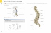 Vertebral Column: Overview - Thieme · PDF filecostal facets Small (circular) Large and strong; length decreases T1–T12; costal ... Joints of the Vertebral Column: Overview Joints