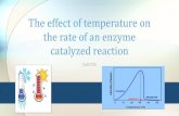 The effect of temperature on the rate of an enzyme ...fac.ksu.edu.sa/sites/default/files/tempreture_and_enzyme.pdf · the rate of an enzyme catalyzed reaction ... Plot a graph illustrating