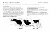 judging dairy · PDF file · 2010-10-05Judging dairy cattle is a comparative evaluation of ... animal for the breed being judged. This image can be ... frame, dairy character, body