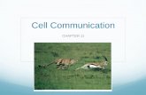 Cell Communication - Weeblyspeedwaybiology.weebly.com/.../ap_biology_-_chapter_11_ppt.pdf · The 3 stages of cell communication: reception, transduction, and response. ... Cholera