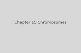 Chapter 15 Chromosomes - MCCCblinderl/documents/Ch15Chromosomespost.pdf · Chapter 15 Chromosomes . Chromosome theory of inheritance ... Reproductive sterility Rudimentary ovaries