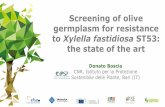 Screening of olive germplasm for resistance to Xylella ... · PDF fileChiquitita Spain Coratina Italy Empeltre Spain Frantoio Italy Galega Portugal Gordal Sevillana Spain Grappolo