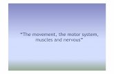 The movement, the motor system, muscles and nervouswebx.ubi.pt/~felippe/texts/sist_bionic_ppt04e.pdf · lower limb muscles. The musculoskeletal system: ... Prosthesis is the artificial