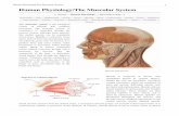 Human Physiology/The Muscular System - Saylor · PDF fileHuman Physiology/The Muscular System 5 Cellular Action of Skeletal Muscles During cellular respiration the mitochondria, within