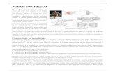 Muscle contraction - Saylor · PDF fileMuscle contraction 1 Muscle contraction A top-down view of skeletal muscle Muscle fiber generates tension through the action of actin and myosin