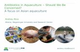 Antibiotics in Aquaculture Should We Be Concerned? A focus on Asian · PDF file · 2017-06-14Antibiotics in Aquaculture –Should We Be Concerned? ... The State of World Fisheries