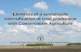 Elements of a sustainable intensification of crop ... · PDF fileElements of a sustainable intensification of crop production with Conservation Agriculture Food and Agriculture Organization
