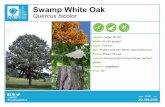Swamp White Oak - New York Restoration Project White Oak Quercus bicolor Photo Credit: tlrlandscapes.com Photo Credit: fermedesaintemarthe.com UGÄ0008401 Created Date 8/23/2017 2:35:42