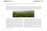 Two populations of Salicornia europaea in the United … ol. 25 2017 71 Two populations of Salicornia europaea in the United Arab Emirates by Mohammad Shahid Salicornia europaea, commonly