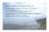 ECL Presentation: Microbial Metabolism of Contaminants ... · PDF fileMicrobial metabolism of contaminants: from oil and pesticides in Ecuador to selenium in California’s largest