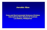Crop and Environmental Sciences Division International Rice · PDF fileAerobic Rice Crop and Environmental Sciences Division International Rice Research Institute Los Baños, Philippines