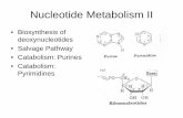 Nucleotide Metabolism II - WOU Homepage - Western …guralnl/451Nucleotide Metabolism II.pdf · or defective regulation of purine biosynthesis . Problems • Urate soluble 7 mg/dL