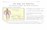 1.cdn.edl.io · Web viewThe Body and Behavior The Nervous System: The Basic Structure How the Nervous System Works Structurally, the nervous system is divided into two parts. 1. Central