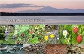 YAKUTAT TLINGIT TRIBE - Alaska DEC TLINGIT TRIBE . ... • Clams, cockles, crab, fish, seal, ducks, moose, deer, many kinds of berries, ... PowerPoint Presentation Author: