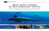 Great White SharkS of iSla Guadalupe, Mexicobiganimals.com/wp-content/uploads/Slideshow... · of iSla Guadalupe, Mexico ... these sharks, even the author Peter Benchley For many divers,