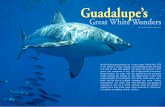 Text and photos by Barb Roy - Nautilus · PDF filePeter Benchley, sure pegged it ... Great White Wonders Text and photos by Barb Roy. 52 X-RAY MAG : 9 : ... Explorer, for an expedition