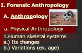 I. Forensic Anthropology A. Anthropology cartilage in adults Adults have longer ,thicker bones Females stop at 18yrs Males stop at 21yrs Pelvic bones fuse 3. Age Determination Using