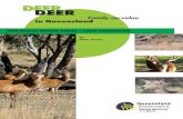 Deer in Queensland - Department of Agriculture · PDF fileManagement of deer in Queensland.....50 6.1 Farmed deer and wild deer ... The situation continued until the emergence of deer